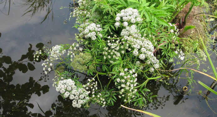 Цикута: сама отруйна рослина в Україні. Що потрібно знати про траву-вбивцю 