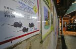 Очередная тревога в Китае люди заражаются крысиным гепатитом E (1) 