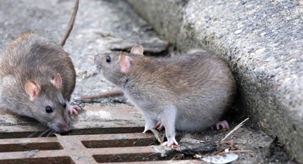 Щури у домі – це не просто неприємність: 3 причини, чому вони небезпечніші за тарганів у 10 разів 