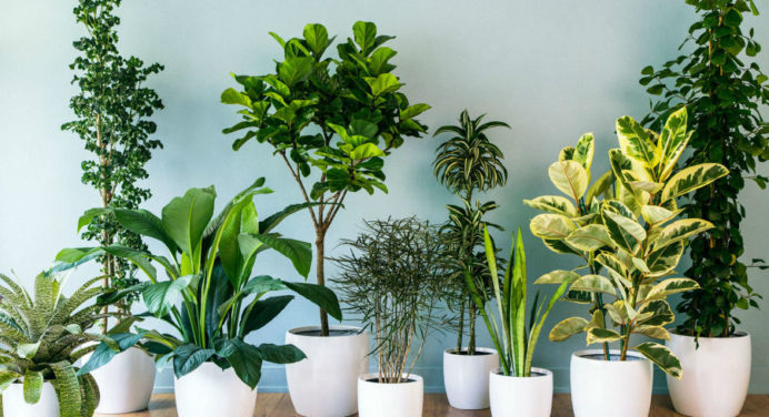 ТОП-10 найбільш отруйних кімнатних рослин, які є в кожному домі 