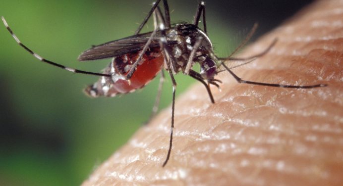 Лікарі розповіли, чи може коронавірус передаватися через укуси комарів 
