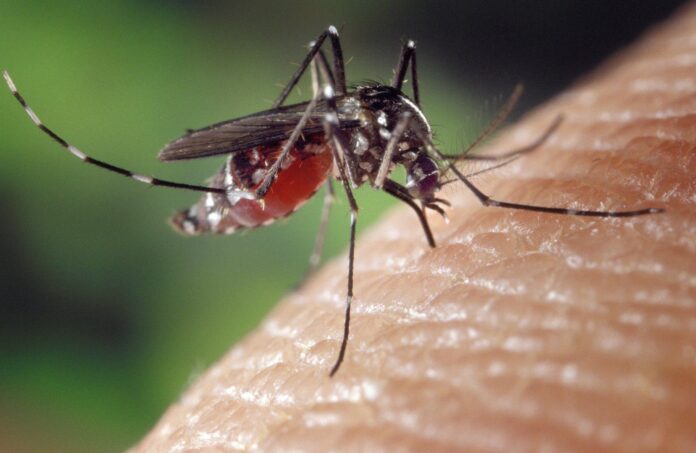 Укуси комарів і коронавірус