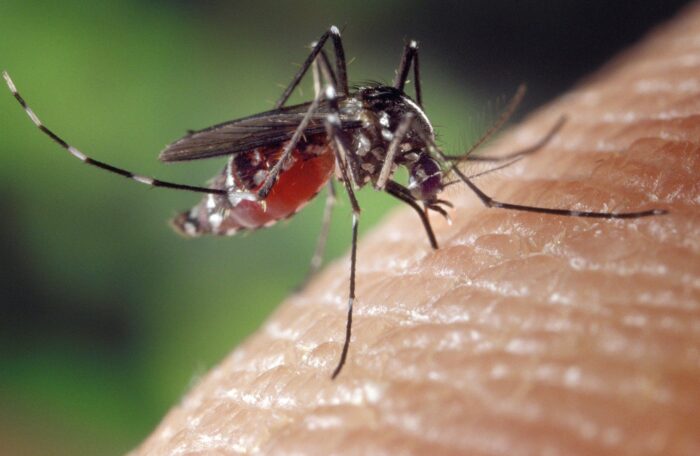 Укуси комарів і коронавірус