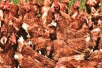 chicken-4493649_1920 