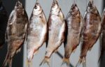 Как не отравиться вяленой рыбой и уберечься от заражения ботулизмом (2) 