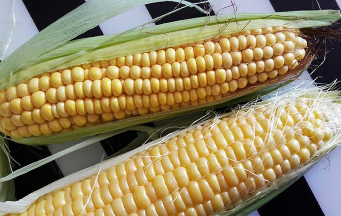 Верхний початок — кормовая кукуруза, нижний — сахарная
