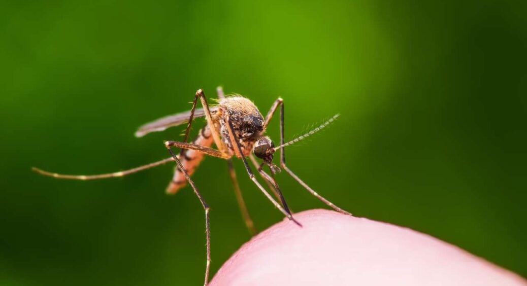 Чому одних комарі кусають більше, ніж інших та як з цим пов’язана група крові 