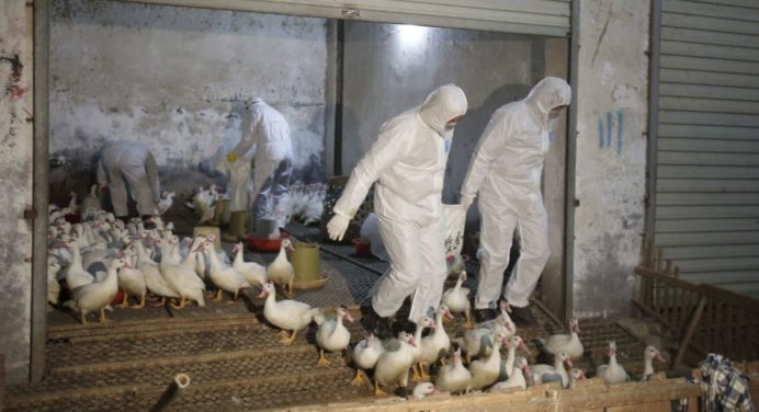 Міністерство сільського господарства Філіппін підтверджує випадки пташиного грипу в Пампанзі 