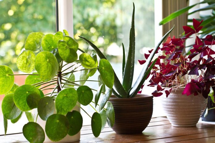 Що посадити вдома, щоб уникнути появи цвілі на конденсату на вікнах 