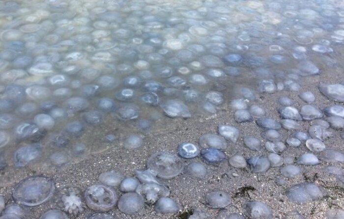 Нашестя медуз в Азовському морі
