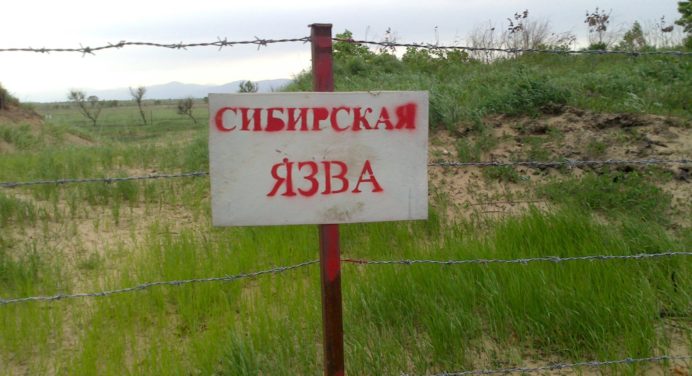 Кілька підозр на сибірську виразку зафіксовано на півдні Киргизії 