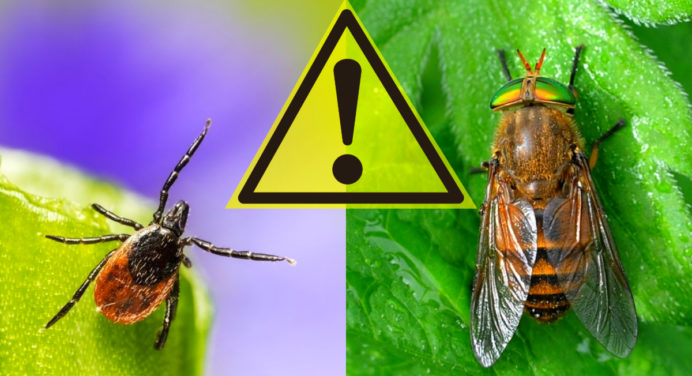 ТОП-6 найбільш небезпечних комах України: як вони виглядають і що робити в разі укусу 