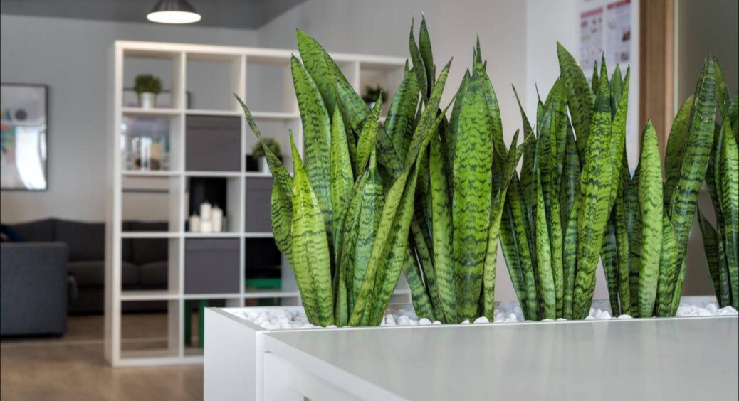 “Тещин язик” більше не жовтіє: поклала під корінь цей бюджетний аптечний засіб і дивуюсь результату 