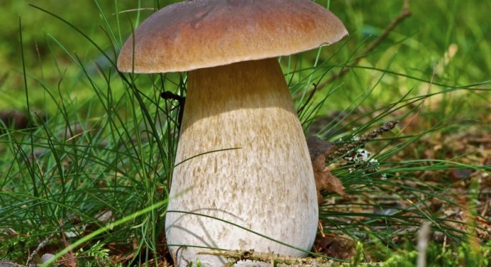 Сезон грибів, як не отруїться грибами 