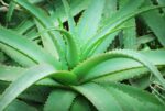 Aloe-Vera 