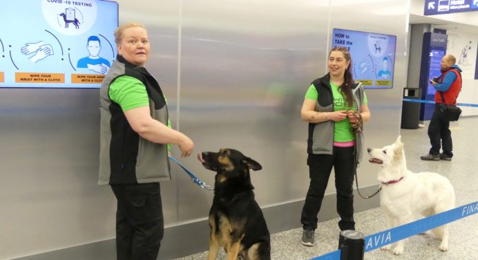 В аеропорту Гельсінкі будуть визначати коронавірус за допомогою службових собак 