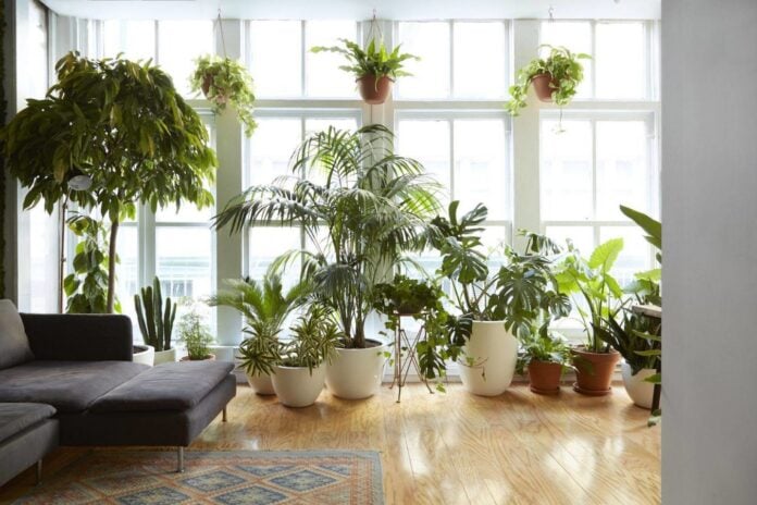 Кімнатні рослини, які краще посадити вдома, бо вони приносять щастя 