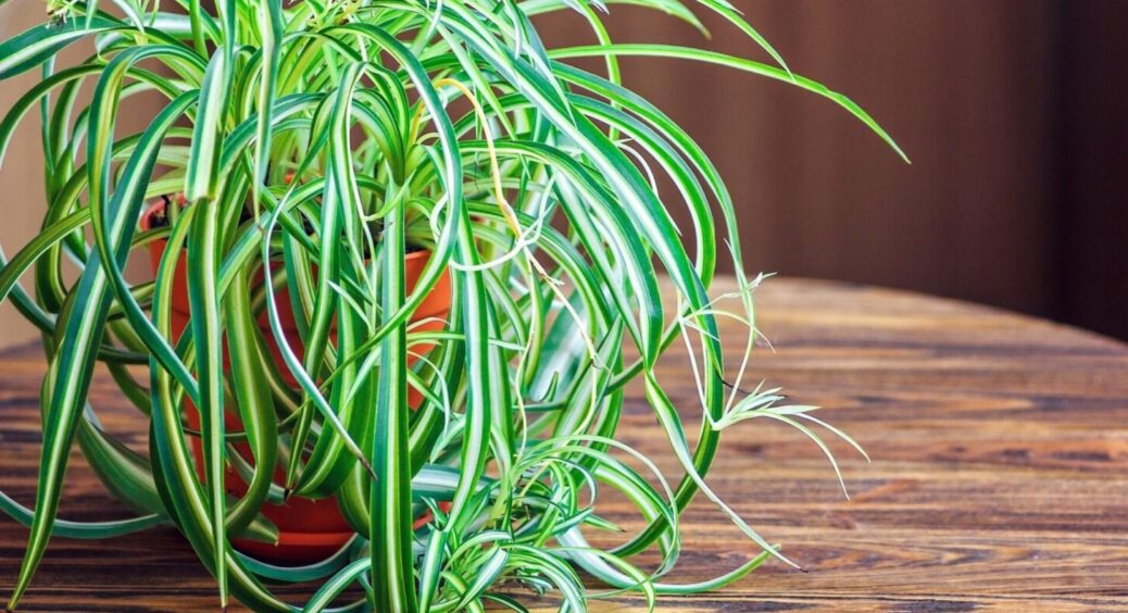 Хлорофітум чахнув, доки не зробила 1 дію з горщиком: листя налилося, а розеток – вагон і маленький візок 