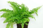 Nephrolepis-exaltata-cv 
