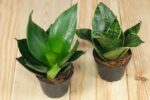 pictureicon-sansevieria-trifasciata-hahnii-e1504372586846 