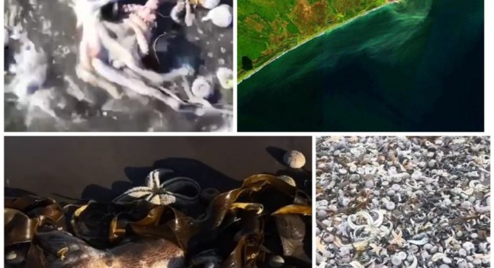Екологічна катастрофа на Камчатці: дно всіяне трупами морських тварин 
