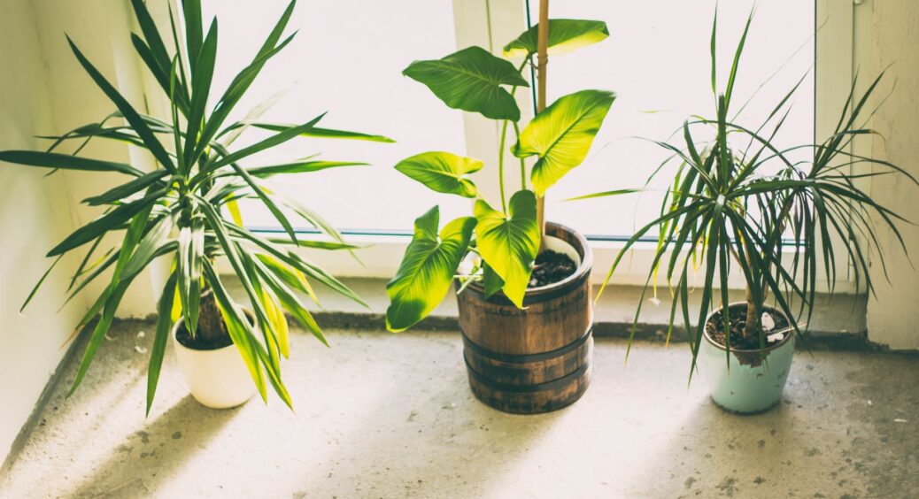 Безкоштовне добриво для кімнатних рослин з цитрусів, бананів та цибулі: як зробити 