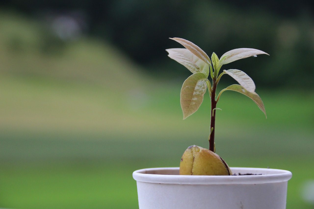 Другий спосіб виростити авокадо вдома