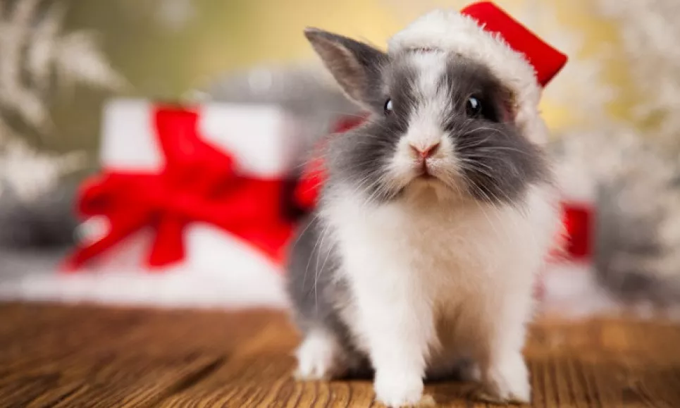 Найголовніше - не образити кролика на Новий рік