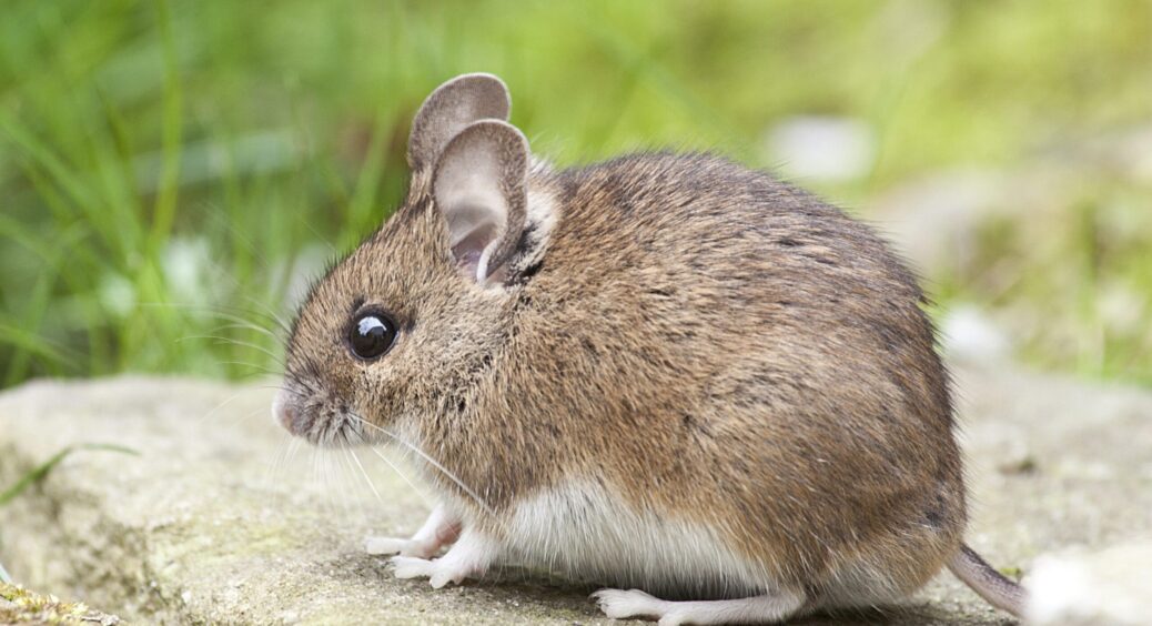 Повилітають, як ошпарені: після цього засобу надокучливі миші забудуть дорогу до вашого дому 