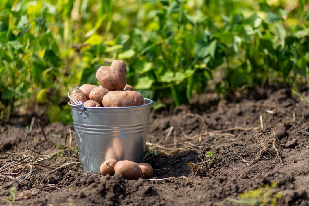 ТОП-5 найкращих сортів картоплі