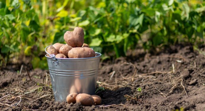 Названі ТОП-5 найкращих сортів картоплі, які дадуть максимальний врожай: не менше 10 бульб під кущем 