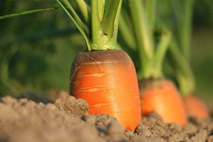 Досвідчений городник розповів, чим підживити моркву перед сезоном врожаю