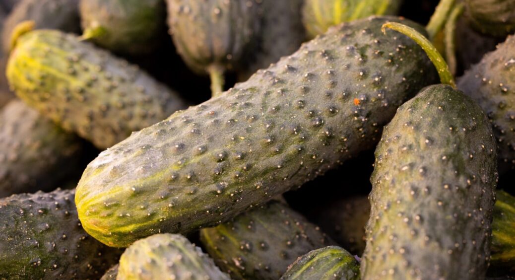 ТОП-5 найкращих сортів огірків, які ніколи не гірчать: швидко дають врожай у відкритому грунті і в теплиці 