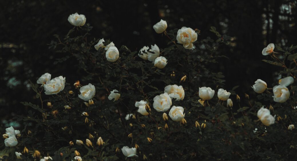 Цей пахучий сорт троянд прижився, як миленький: мають неймовірно ніжний аромат і прикрашають сад 