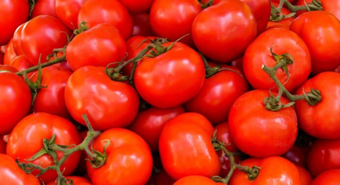 ТОП-5 найкращих сортів помідорів, які швидко дають врожай: секрети вирощування у відкритому грунті і в теплиці 