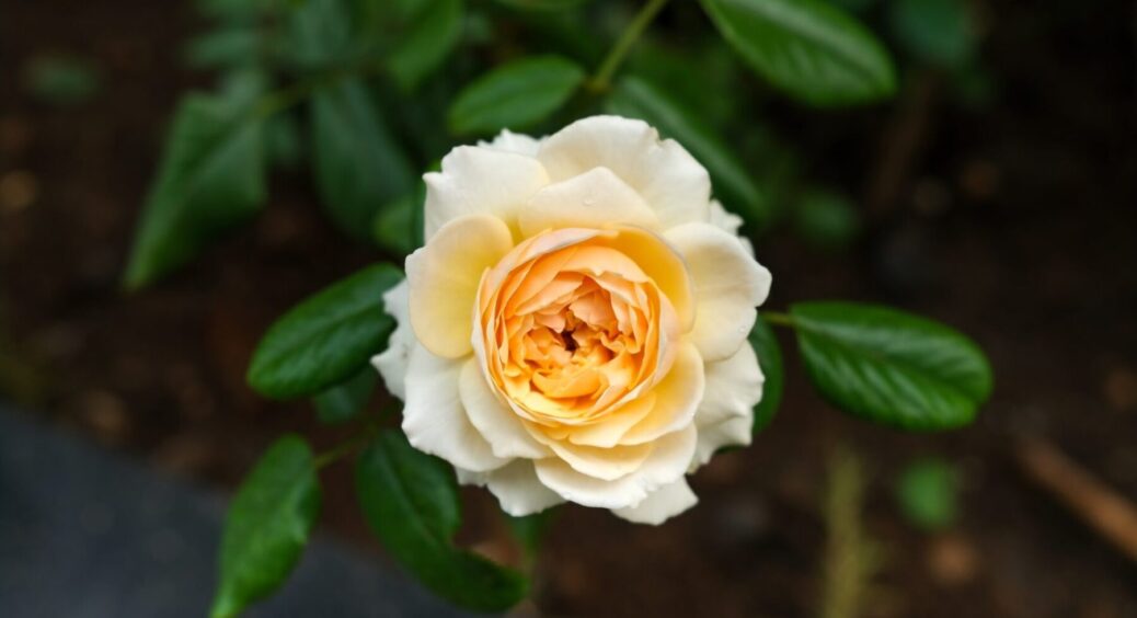 Ось чому листя моїх троянд пожовтіло: 5 причин, через що квіти змінюють колір і що з цим робити 