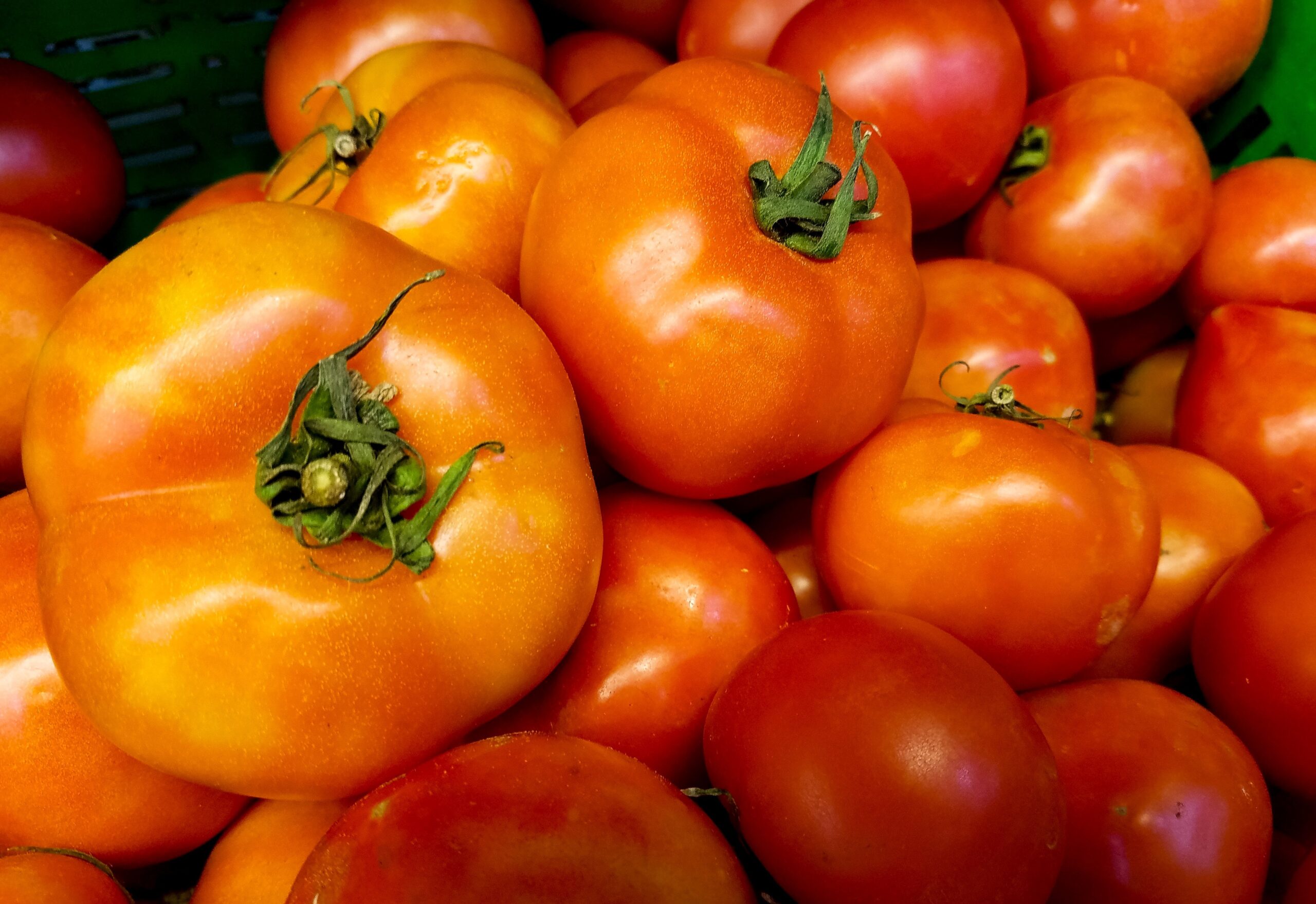 ТОП-5 найкращих сортів помідорів
