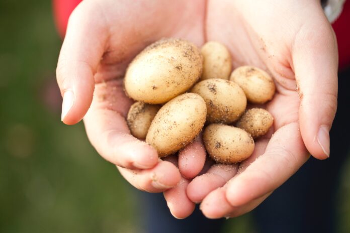 Як зупинити розвиток парші на картоплі