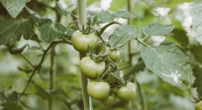 Зберете рекордний врожай: як правильно поливати молоду розсаду помідорів після сходів 