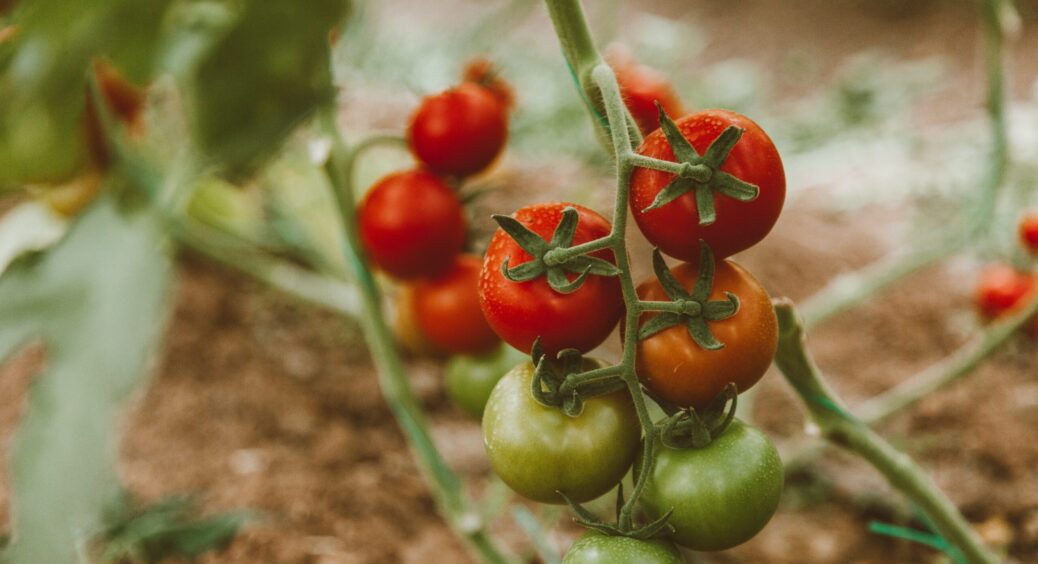 Чому помідори мають товсту шкірку і як її позбутися: ефективний спосіб, який допоможе врятувати плоди 