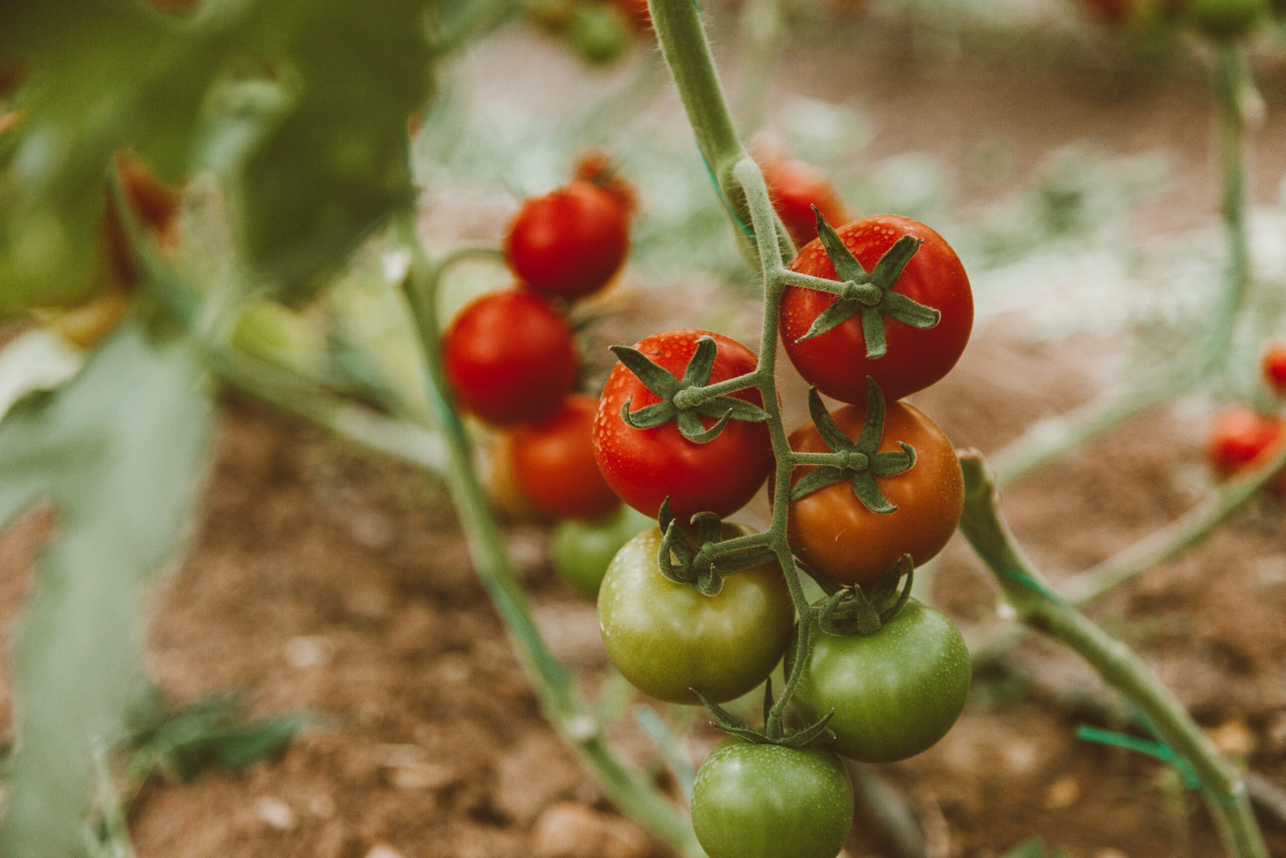 Секрети від городників, як правильно поливати розсаду помідорів - 