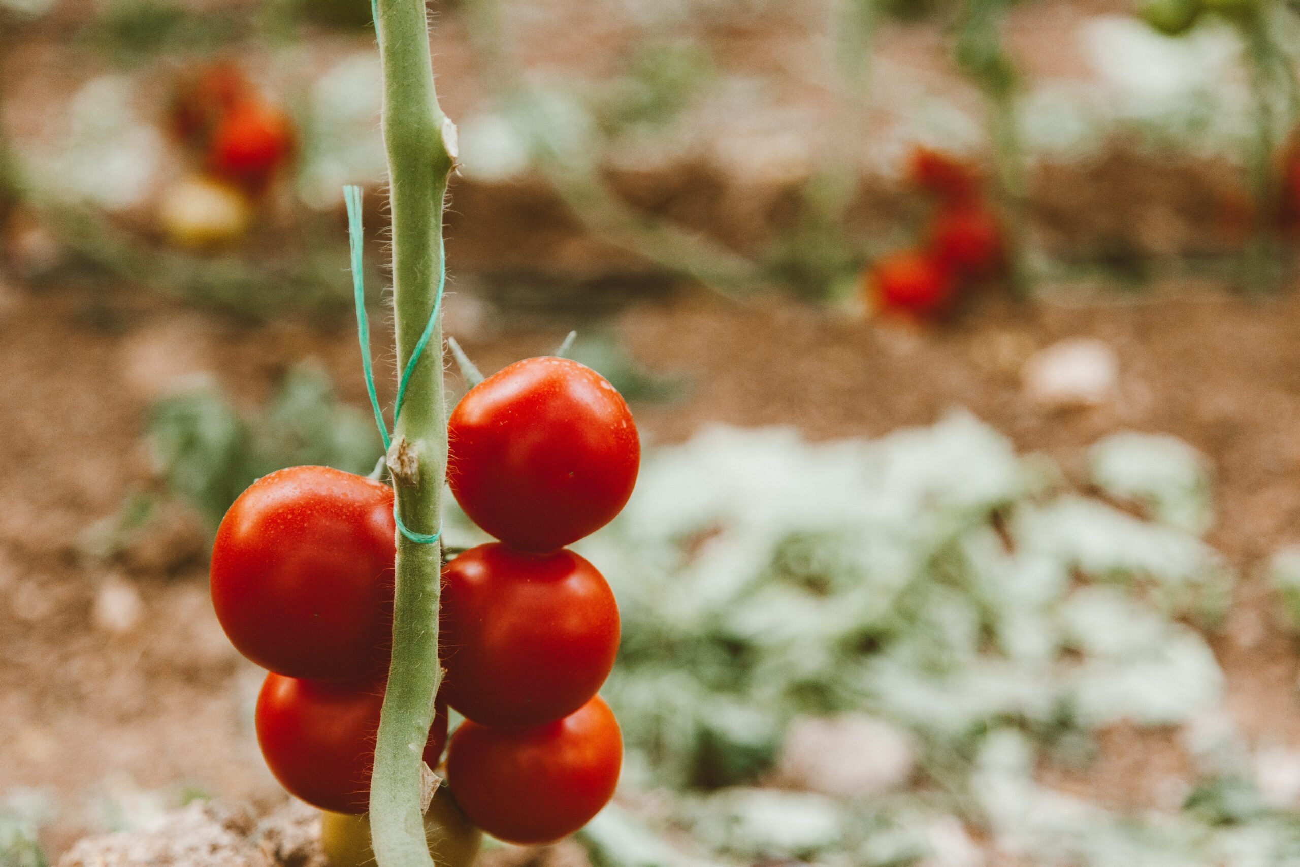 Секрети від городників, як правильно поливати розсаду помідорів - 