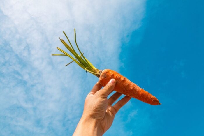 Експерти назвали п'ять найкращих сортів моркви для відкритого ґрунту