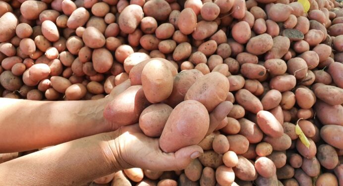 Названі ТОП-5 найкращих сортів картоплі, які не залишать без врожаю: поради по вирощуванню 