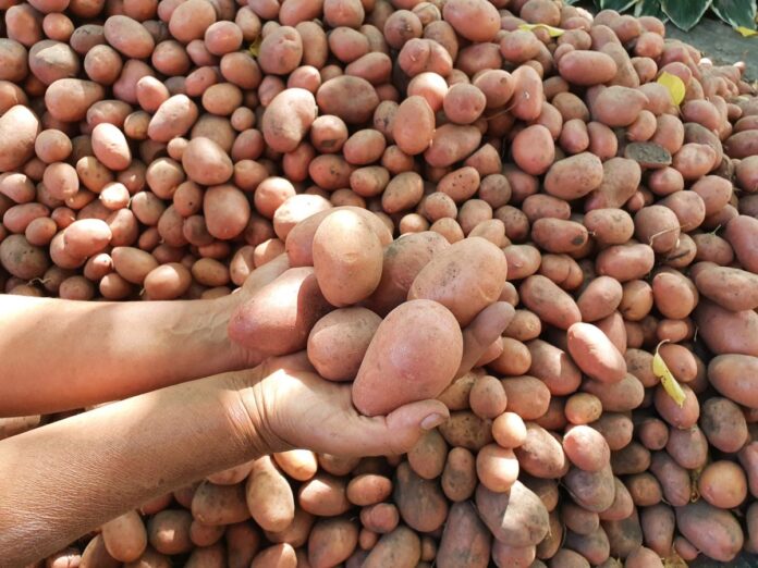 ТОП-5 найкращих сортів картоплі, які не залишать без врожаю