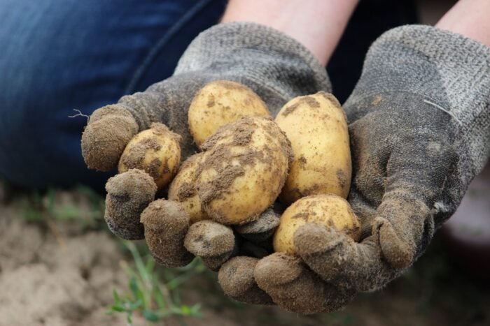 Як правильно обробляти картоплю перед посадкою