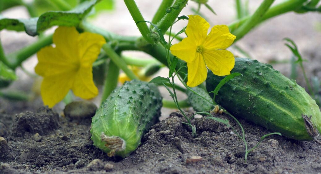 Огірки виростуть соковиті та негіркі: яким добривом підживити розсаду огірків весною для раннього врожаю 