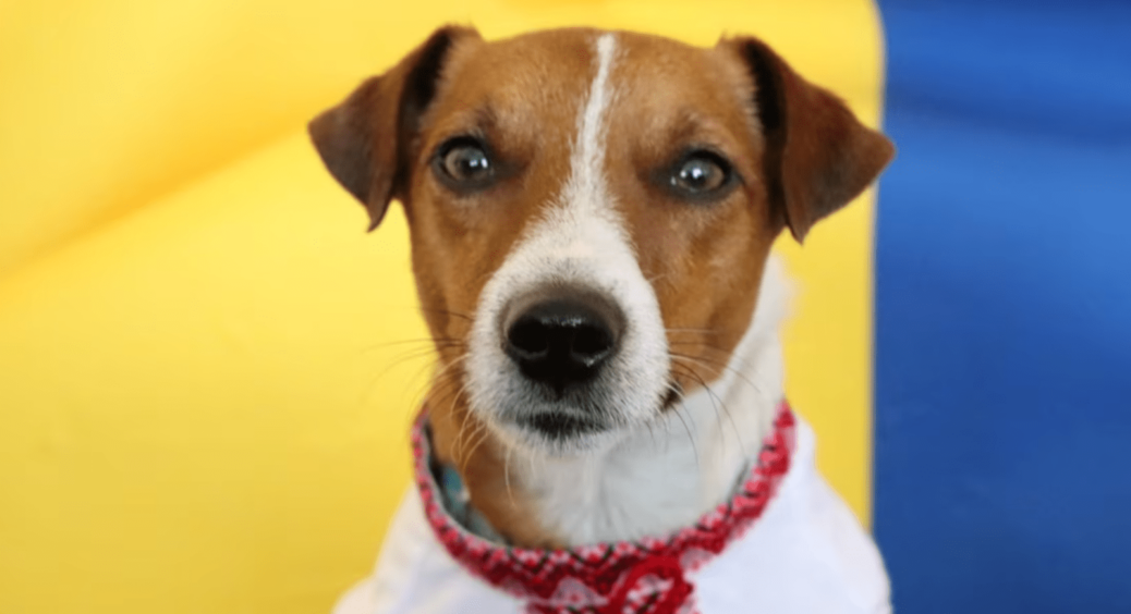 Скільки пес Патрон заробляє на місяць завдяки Instagram: сотень тисяч вистачає навіть на благодійність 