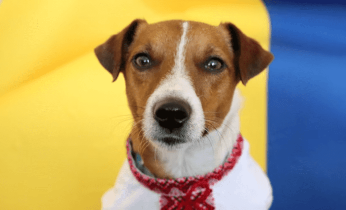 Власник пса Патрона розповів, на що той витрачає зароблені гроші Власник пса Патрона розповів, на що той витрачає зароблені гроші