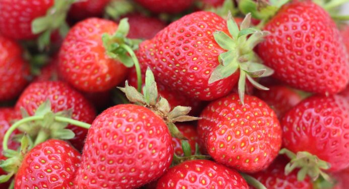 ТОП-5 найкращих сортів полуниці, які добре родять в Україні: ягоди виростуть солодкі і розміром з кулак 
